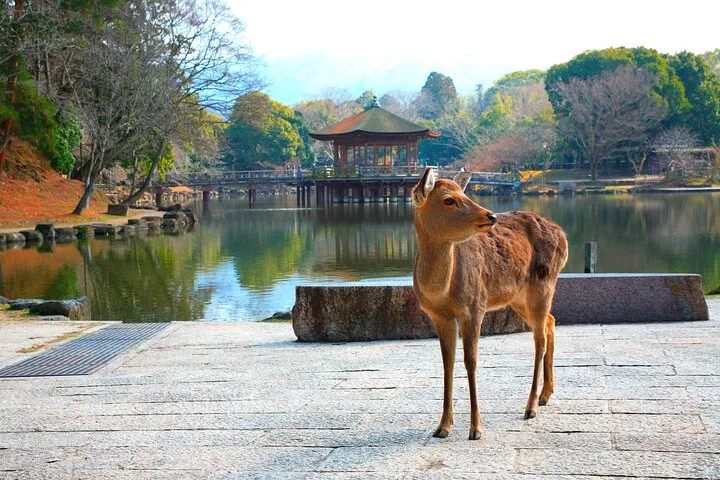 Deer on the grass at Nara Park on a Nara, Osaka and Kobe day tour from Kyoto, Japan