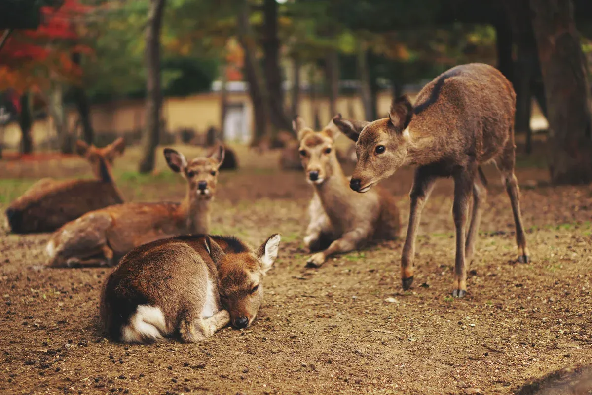 Deer resting in Nara Park on a free day trip from Kyoto by train