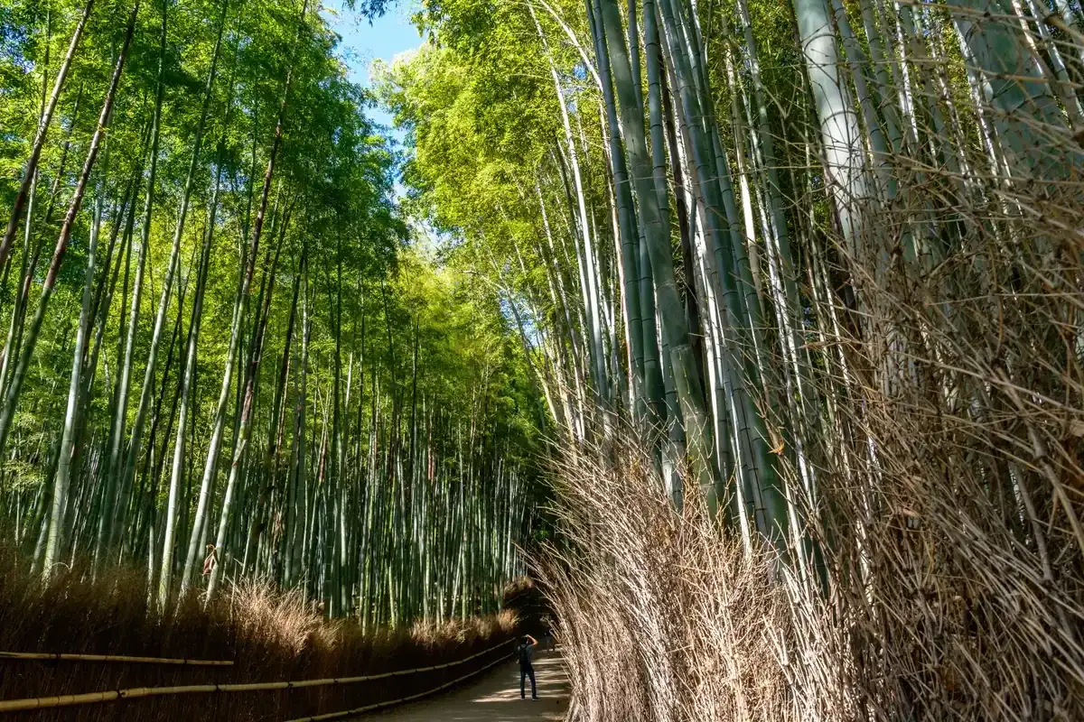 Path through the Arashiyama bamboo grove on a day tour from Kyoto